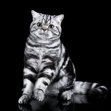 Схема вышивки «кот на черном фоне»