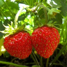 Схема вышивки «раз клубничка,два клубничка»