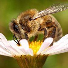 Схема вышивки «Пчелка на ромашке»
