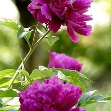 Схема вышивки «пионы»