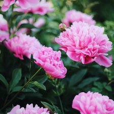 Схема вышивки «пионы»