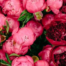 Схема вышивки «пионы»