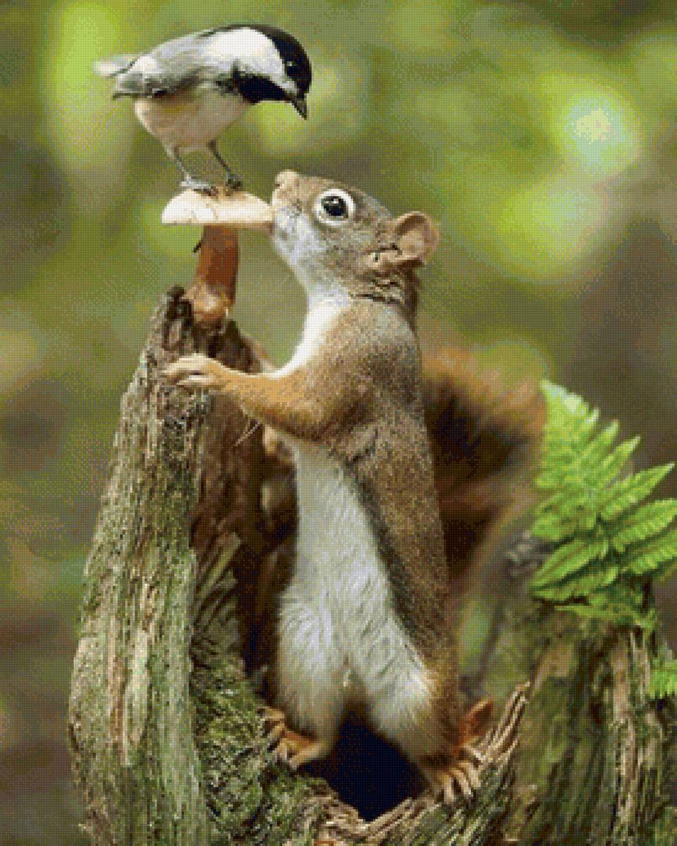 встреча - животные, белка - предпросмотр