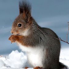 Схема вышивки «белка»