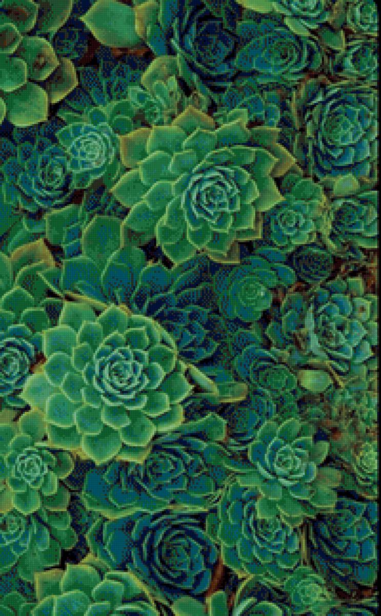 Сукуленты - трава, зелень, растения - предпросмотр