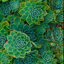 Схема вышивки «Сукуленты»