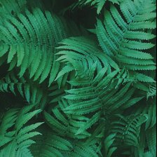 Схема вышивки «Папоротник»