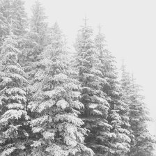 Схема вышивки «Зимний лес»