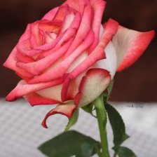 Схема вышивки «Рожа»