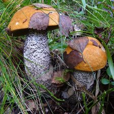 Схема вышивки «два красавца»