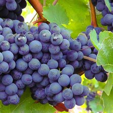 Схема вышивки «Виноград»