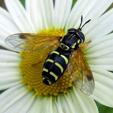 Схема вышивки «На ромашке»