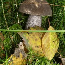 Схема вышивки «Грибочек»