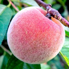 Схема вышивки «Сочный персик»