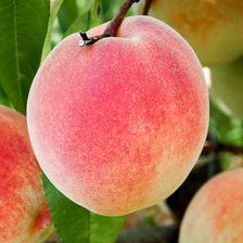 Схема вышивки «Персики»