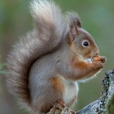 Схема вышивки «белка»