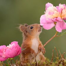 Схема вышивки «букет»