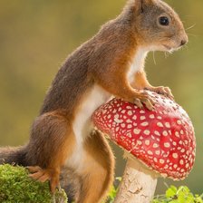 Схема вышивки «белка»