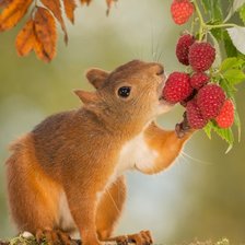 Схема вышивки «белка»