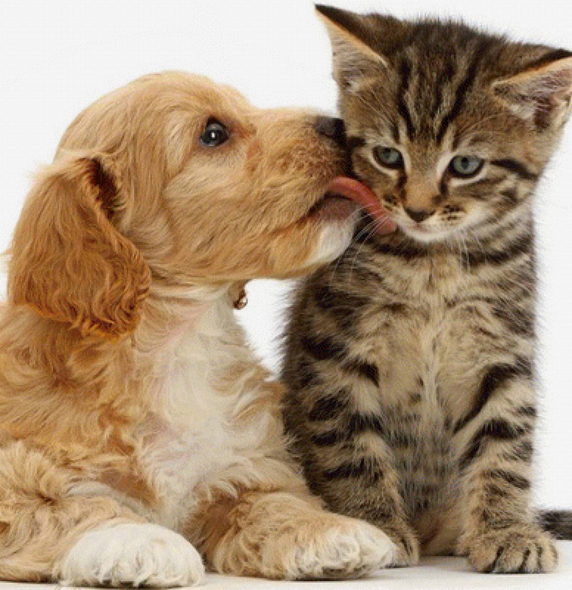 Друзья - предпросмотр