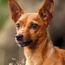 Схема вышивки «наша Нора»