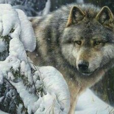 Схема вышивки «Волк»