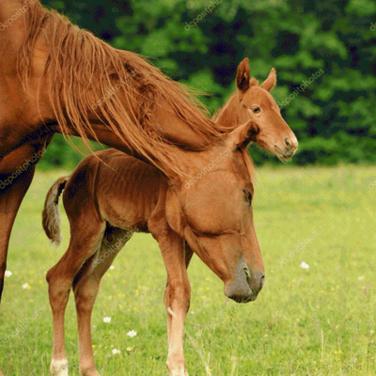Материнская нежность - животные, жеребенок, лошадь - предпросмотр