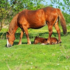 Схема вышивки «На лугу»