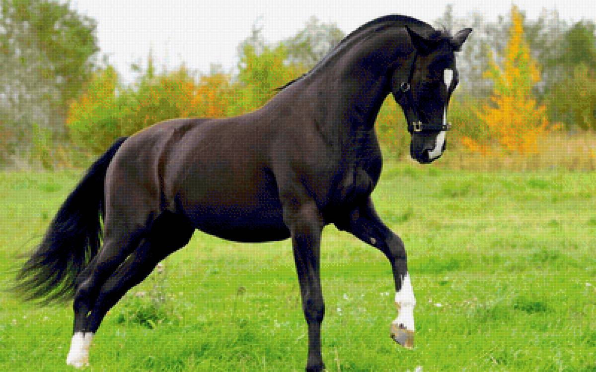 Красавец Конь - лошадь, луг, животные - предпросмотр