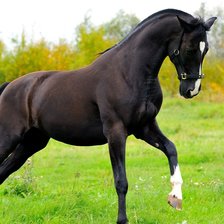 Схема вышивки «Красавец Конь»