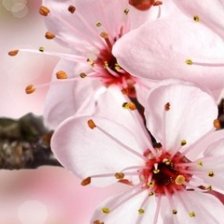 Схема вышивки «ТРИПТИХ САКУРА 1»