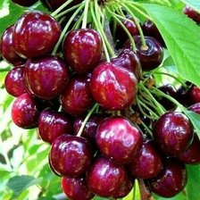 Схема вышивки «вишенки»