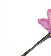 Схема вышивки «ТРИПТИХ ОРХИДЕЯ 1»