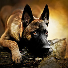 Схема вышивки «Взгляд»