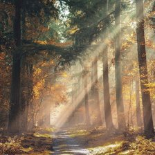 Схема вышивки «Лесная дорога»