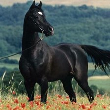 Схема вышивки «На лугу»