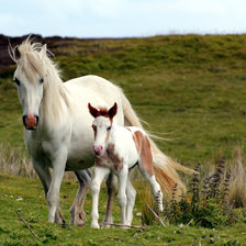 Схема вышивки «Лошадь с жкребенком»