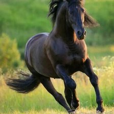 Схема вышивки «Вскачь»