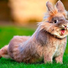 Схема вышивки «заяц»