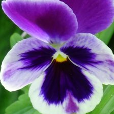 Схема вышивки «Анютины глазки»