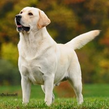 Схема вышивки «Пёс»