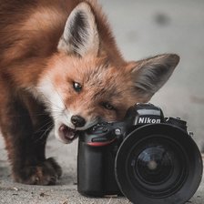 Схема вышивки «Фото Лис»