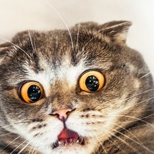 Схема вышивки «кот»