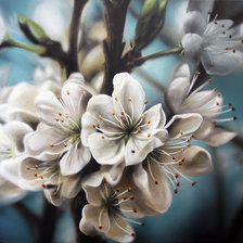 Схема вышивки «Цветы»