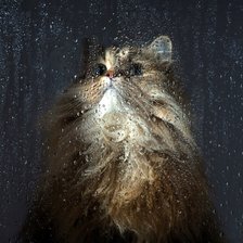 Схема вышивки «кот»