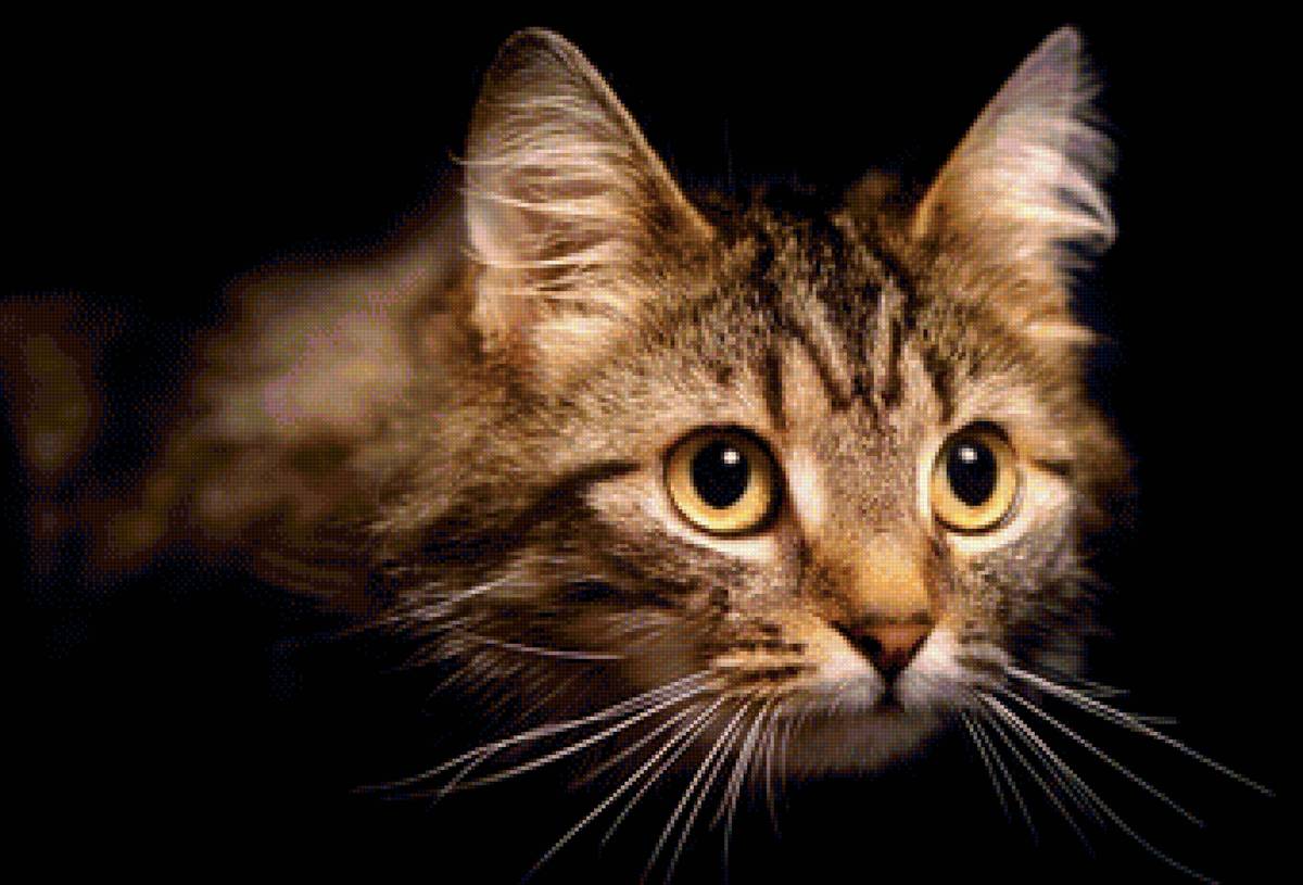 кот - животные, портрет, кот - предпросмотр