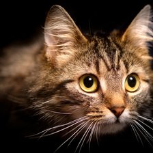 Схема вышивки «кот»