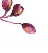 Схема вышивки «ТРИПТИХ ОРХИДЕЯ 4»