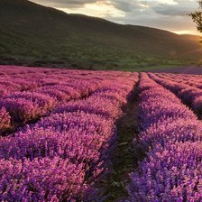 Схема вышивки «ТРИПТИХ ЛАВАНДОВОЕ ПОЛЕ 1»