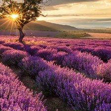 Схема вышивки «ТРИПТИХ ЛАВАНДОВОЕ ПОЛЕ 2»